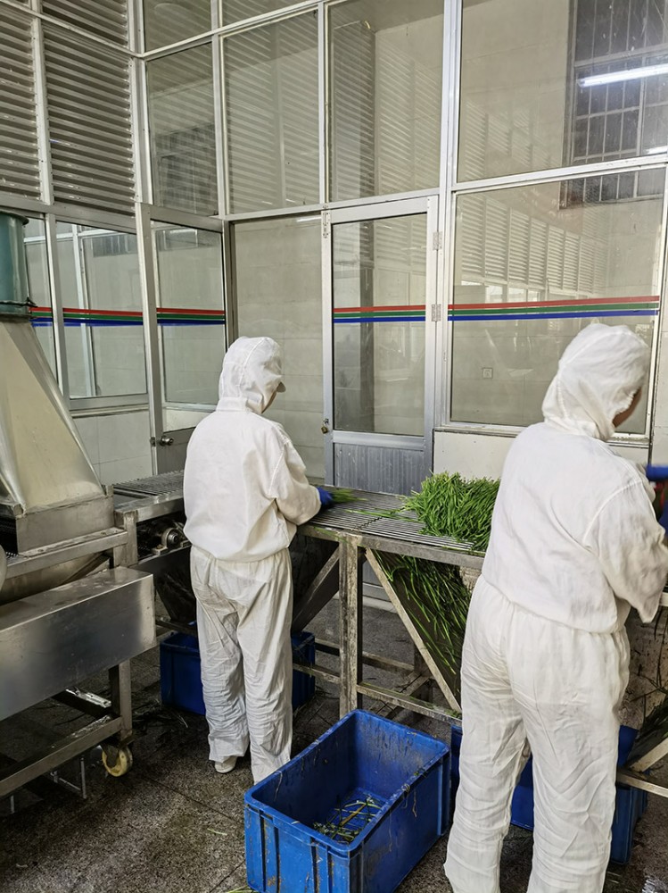 脫水韭菜系列供應(yīng)